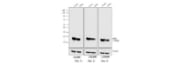 Horse Secondary Antibodies