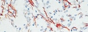 Primary Antibodies for Flow Cytometry