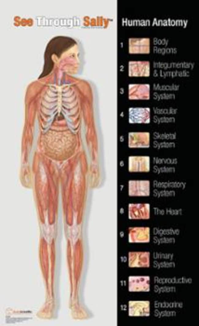 United Scientific™ See-Through Sally™ Human Anatomy Display <img src=